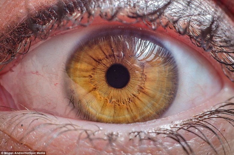 Muitos dos olhos fotografados por Andrei são laranjas e amarelos — uma característica que não é perceptível a olho nu