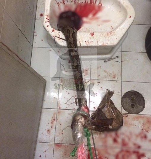 Lutando para soltar a cobra de seu pênis, o homem começou a se debater e gritar pela ajuda de sua mulher