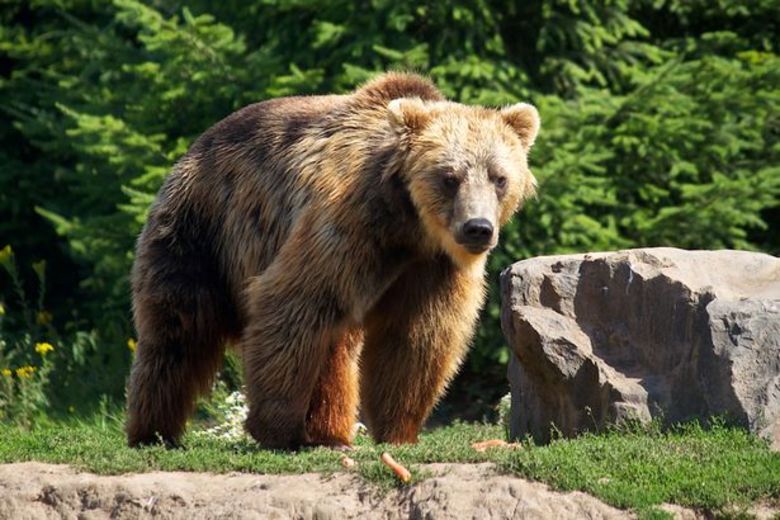 A ilha é lar do mortal Urso Marrom de Ussuri, que pode pesar até 550 kg