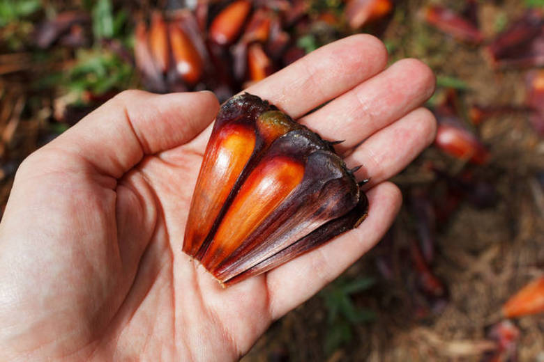 PinhãoSempre presente na mesa junina, o pinhão faz muito bem para o funcionamento do organismo. Rico em carboidratos, proteínas, minerais e vitaminas, atua positivamente e dá energia. De acordo com a especialista, suas propriedades auxiliam no aumento de anticorpos no organismo