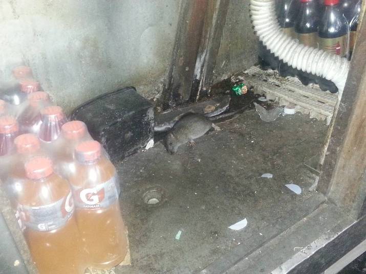 Na Padaria Flor de Copacabana, os fiscais encontraram um rato morto. O estabelecimento foi interditado. Outras duas padarias foram autuadas Na Padaria Flor de Copacabana, os fiscais encontraram um rato morto. O estabelecimento foi interditado. Outras duas padarias foram autuadas