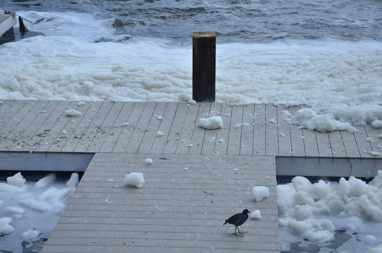 Uma densa espuma apareceu na Lagoa Rodrigo de Freitas nesta sexta-feira (7). Segundo a Secretaria Municipal do Meio Ambiente, a produção da espuma é causada pela presença de uma espécie de fitoplâncton