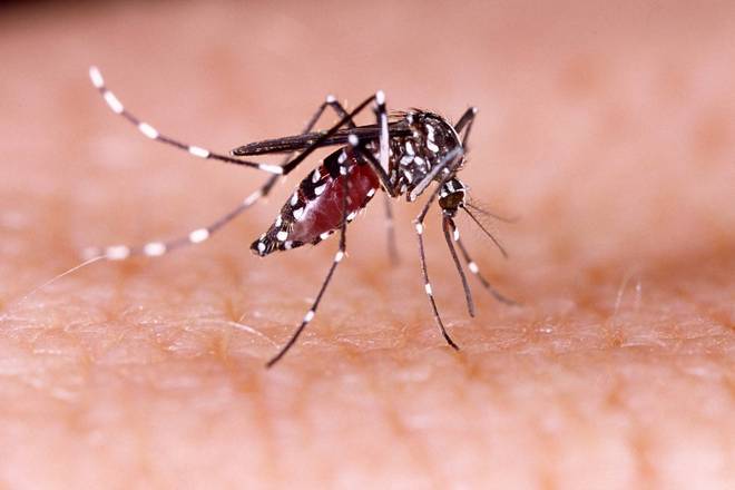 Zika, dengue e chikungunya A chegada do verão é a época mais propícia para a ocorrência dessas doenças, já que o período de chuva associado ao calor são fatores que beneficiam a proliferação do Aedes aegypti. O mosquito está presente em todo o País, mas existem cidades e regiões que são mais afetadas. Para se prevenir, use repelente e reforce a aplicação ao amanhecer e ao entardecer, já que é quando as picadas ficam mais frequentes. Neste ano, chegou a vacina contra a dengue somente nos serviços privados e ela está disponível para o público entre 9 e 45 anos. A médica explica a dosagem. — São recomendadas 3 doses (0, 6 e 12 meses). Por isso, é primordial que as pessoas iniciem a vacinação agora para obter o benefício da proteção ao término da última dose. Zika, dengue e chikungunya A chegada do verão é a época mais propícia para a ocorrência dessas doenças, já que o período de chuva associado ao calor são fatores que beneficiam a proliferação do Aedes aegypti. O mosquito está presente em todo o País, mas existem cidades e regiões que são mais afetadas. Para se prevenir, use repelente e reforce a aplicação ao amanhecer e ao entardecer, já que é quando as picadas ficam mais frequentes. Neste ano, chegou a vacina contra a dengue somente nos serviços privados e ela está disponível para o público entre 9 e 45 anos. A médica explica a dosagem. — São recomendadas 3 doses (0, 6 e 12 meses). Por isso, é primordial que as pessoas iniciem a vacinação agora para obter o benefício da proteção ao término da última dose.
