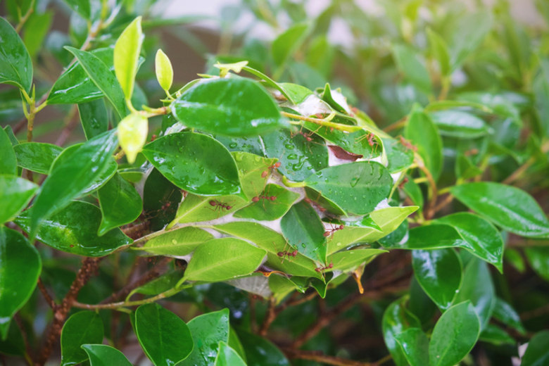 Responsável pela investigação, ele revelou que os filhos e a
filha da vítima alegaram que realizaram a viagem até Caranavi para lidar com
uma dívida. — Inicialmente, a investigação foi aberta como
tentativa de roubo de carro, mas agora mudou para assassinato e assalto grave