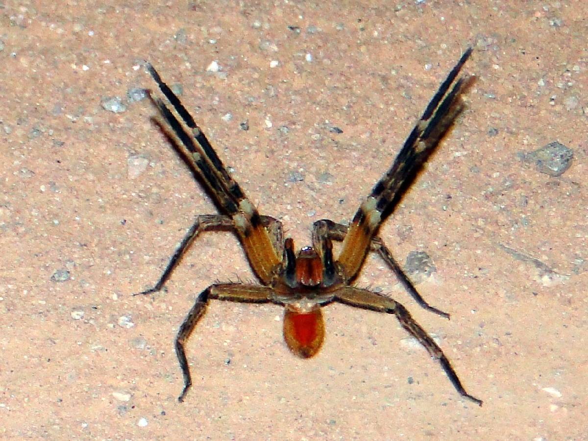 Fotos de aranhas marrom 20 Fotos de aranhas marrom 18