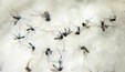 Brasil bate recorde histórico de mortes por dengue em apenas quatro meses
 (Arquivo/Agência Brasil - Arquivo)