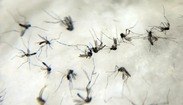 Brasil bate recorde histórico de mortes por dengue em apenas quatro meses
 (Arquivo/Agência Brasil - Arquivo)