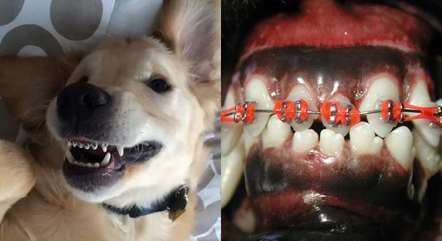 Aparelhos nos dentes de cachorros