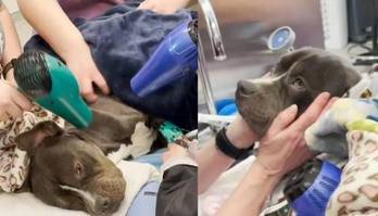 Voluntários resgatam cachorrinho congelado abandonado em casa (Voluntários resgatam cachorrinho congelado abandonado em casa no inverno)
