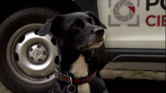 Conheça Maní, o cão perito da Polícia Científica de São Paulo
 (Reprodução/RECORD)