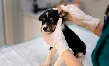 Saiba como proteger seu pet de inflamações (Reprodução/Folha de Pernambuco)