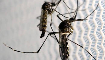 Brasil tem 38 mortes por dengue neste fim de semana, alta de 50% (Divulgação/Agência Brasil - Arquivo)