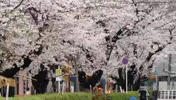 Cerejeiras florescem e encantam turistas e moradores de Tóquio (Reprodução/Record News - 08.04.2024)
