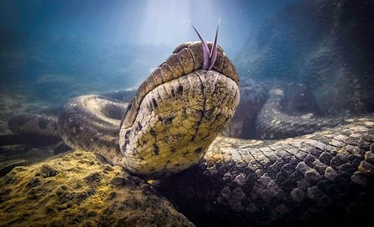 Sucuri gigante, “a mais famosa do mundo”, é encontrada morta no Rio Formoso, em Bonito (Reprodução/Conexão Planeta)