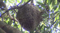 Ataque de abelhas na Asa Sul deixa duas pessoas feridas (Reprodução)