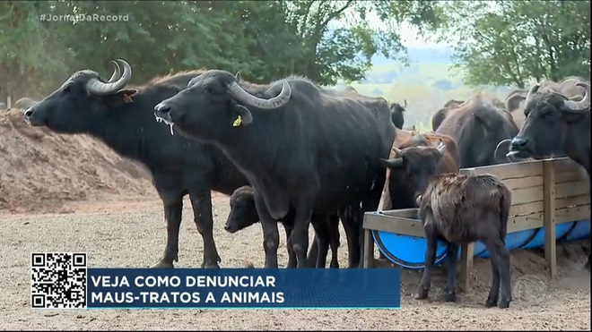 Fazendeiro que abandonou rebanho de búfalos no interior de São Paulo é solto