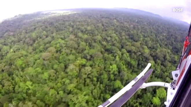 Helicóptero devolve 10 orangotangos à natureza