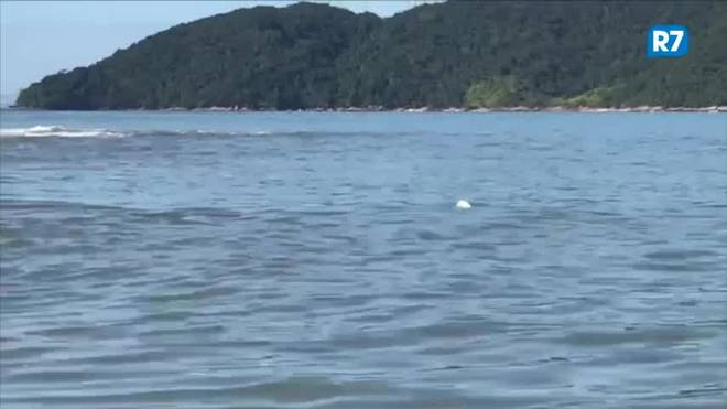 Rede de pesca mata cinco tartarugas marinhas no litoral de São Paulo