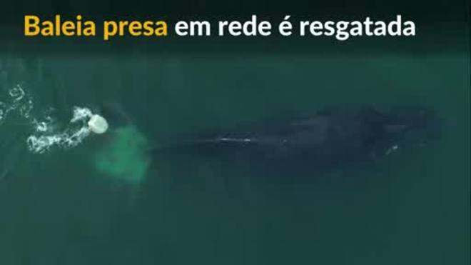 Baleia presa em rede de pesca ilegal é resgatada no México