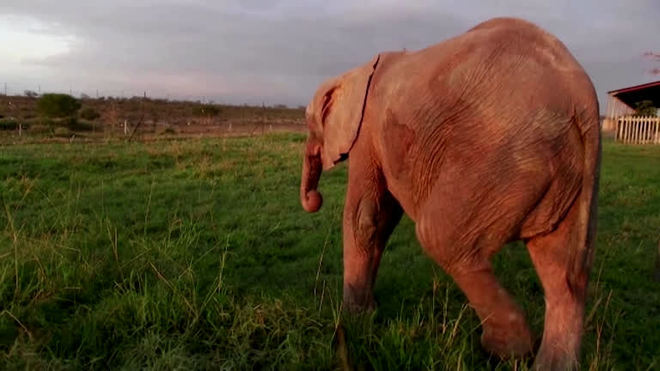 Elefanta albina vive em nova manada após ser resgatada
