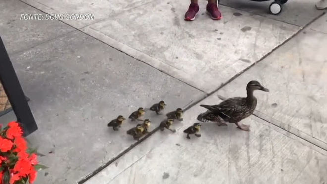 Família de patos é vista passeando por avenidas de Nova York