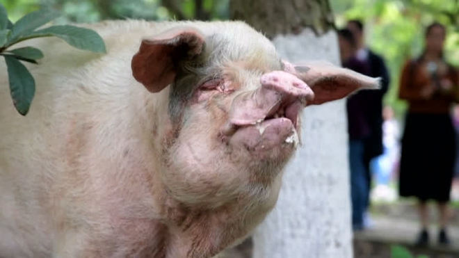 China lamenta a morte de porca que sobreviveu a terremoto