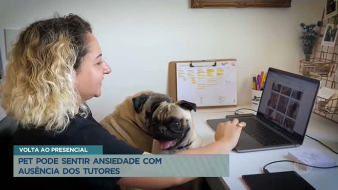 Fim do home office: Pet pode sentir ansiedade com ausência dos tutores