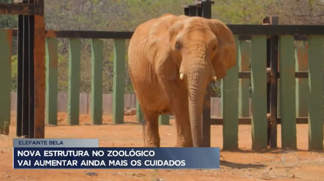 Nova estrutura no zoológico possibilita exames em elefantes