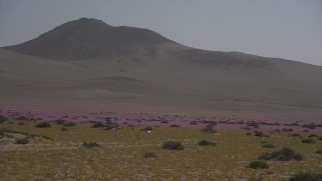 Flores surpreendem a ciência e brotam no deserto do Atacama
