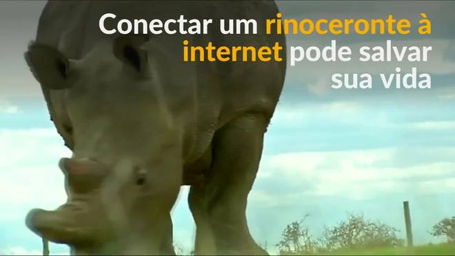 Internet das Coisas protege rinocerontes de caçadores