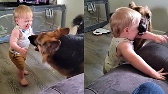Bebê dá risada histérica ao brincar com cão pastor-alemão (Bebê dá a risada mais histérica e gostosa ao brincar com cão pastor alemão)