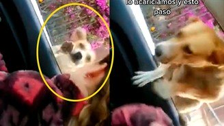 Vira-lata caramelo 'voa' para dentro de carro e convence casal a adotá-lo (Vira-lata caramelo 'voa' para dentro de carro e convence casal a adotá-lo; vídeo)