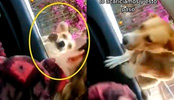 Vira-lata caramelo 'voa' para dentro de carro e convence casal a adotá-lo (Vira-lata caramelo 'voa' para dentro de carro e convence casal a adotá-lo; vídeo)