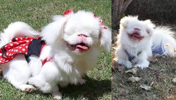 Cachorra albina, cega e muda que tem milhões de motivos para ser feliz (Conheça Hellena: cachorra albina, cega e muda que tem milhões de motivos para ser feliz)