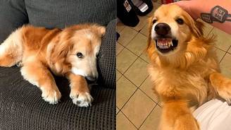 Golden retriever que não era adotado por causa do seu sorriso ganha lar (Cão golden retriever que não era adotado por causa do seu sorriso ganha lar amoroso)