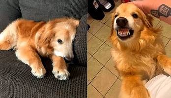 Golden retriever que não era adotado por causa do seu sorriso ganha lar (Cão golden retriever que não era adotado por causa do seu sorriso ganha lar amoroso)