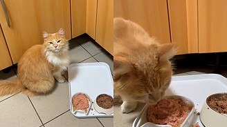 Felino só aceita se alimentar se sachê for preparado da 'forma correta' (Gato só aceita se alimentar se sachê for preparado da 'forma correta'; vídeo)