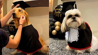 Cães usam toga e chapéu para se 'formarem' em creche pet (Alerta de fofura: Cães usam toga e chapéu para se 'formarem' em creche pet; vídeo)
