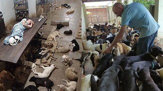 Senhor vende seus móveis para cuidar de mais de 800 cães (Ato de empatia: senhor vende seus móveis para conseguir cuidar de mais de 800 cães)