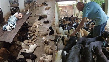 Senhor vende seus móveis para cuidar de mais de 800 cães (Ato de empatia: senhor vende seus móveis para conseguir cuidar de mais de 800 cães)