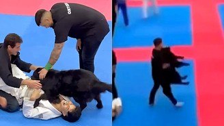 Cão invade arena para separar 'briga' de jiu-jítsu em campeonato (Cão invade arena para separar 'briga' de lutares de jiu-jitsu durante campeonato)