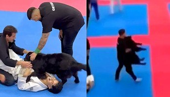Cão invade arena para separar 'briga' de jiu-jítsu em campeonato (Cão invade arena para separar 'briga' de lutares de jiu-jitsu durante campeonato)
