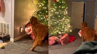 Golden retriever ansiosa ataca árvore de Natal e abre presente que ganharia (Golden retriever ansiosa rouba de baixo de árvore presente que ganharia no Natal)