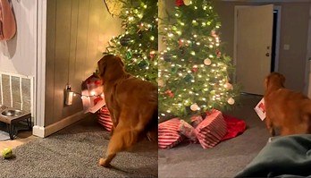 Golden retriever ansiosa ataca árvore de Natal e abre presente que ganharia (Golden retriever ansiosa rouba de baixo de árvore presente que ganharia no Natal)