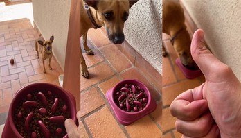 Tutor mostra como convence vira-lata caramelo exigente a comer ração (Viralizou: Tutor mostra como convence vira-lata caramelo 'exigente' a comer ração)