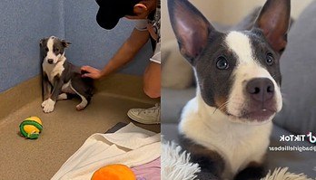 Após muito carinho, cachorrinha perde o medo de olhar para pessoas (Vídeo comovente mostra transformação de cachorrinha que tinha medo de olhar para pessoas)
