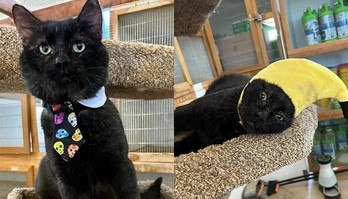 Gato de abrigo usa roupas fofas todos os dias, na esperança de ser notado (Gato de abrigo usa roupas fofas todos os dias, na esperança de que alguma família o note)