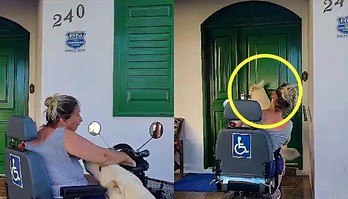 Pastor aprende abrir porta para tutora com mobilidade reduzida (Pastor branco suíço aprende abrir a porta para ajudar tutora com mobilidade reduzida)