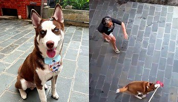 Husky siberiano 'apocalíptico' tira avó do sério após pegar sua pá (Husky siberiano 'apocalíptico' tira avó do sério após pegar sua pá)