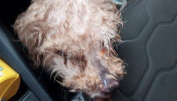 Cachorrinha resgatada das ruas fica irreconhecível após receber amor (Cachorrinha resgatada das ruas fica irreconhecível após receber amor)